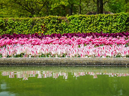 포토 JPG 해외이미지 식물 계절 공원 꽃잎 꽃 분홍색 꽃다발 여행 결혼 백그라운드 잎 꽃무늬 밭 자연 추상 부활절 사람없음 야외 장식 빨간색 초록색 노란색 머리 정원 봄 활발 튤립 벚꽃 신선 개화 꽃집 오브젝트 질감 서식 강렬 인공 전경 완전 해외202004 해외포토 공공시설 기념일 컬러 컨셉 무늬 농업 풍경 이벤트 신체부위 상점 생태계 파일형식 탑뷰 이미지허브