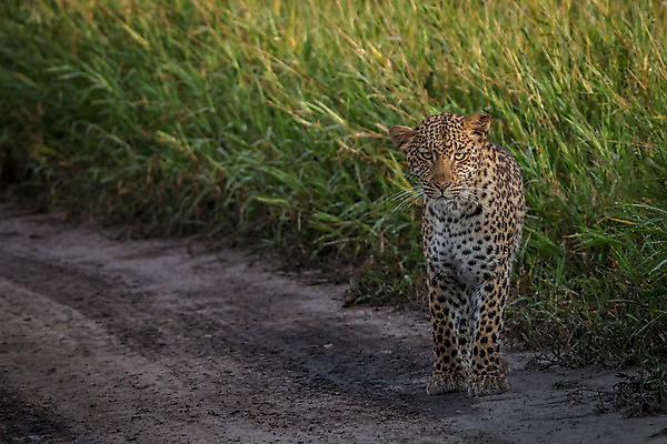 포토 JPG 해외이미지 동물 척추동물 응시 공원 야생동물 여행 포유류 아프리카 자연 친절 털 사람없음 야외 환경 고양이 힘 행성 운전 게임 황무지 보호 위험 큼 모피 심볼 사파리 속도 육식동물 사냥꾼 표범 내추럴 사바나 전국 해외202004 해외포토 직업 시선 공공시설 나라 컨셉 모션 놀이 반려동물 우주 크기 생태계 파일형식 이미지허브