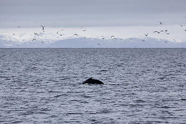 포토 JPG 해외이미지 동물 구름 야생동물 바다 섬 백그라운드 겨울 포유류 자연 조류 하늘 산 아이슬란드 종류 풍경 사람없음 물 파란색 다양 흰색 큼 고래 지느러미 멸종 해외202004 해외포토 자연요소 계절 유럽 컬러 다수 수중동물 크기 생태계 파일형식 이미지허브