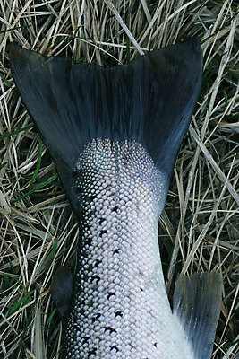 포토 JPG 해외이미지 동물 응시 스포츠 자연 낚시 아이슬란드 어류 취미 사람없음 야외 갈색 노란색 잡기 황금 닫기 눈금 꼬리 지느러미 연어 미끼 내추럴 몬스터 송어 어안 끈적임 해외202004 해외포토 시선 유럽 컬러 모션 레저 수중동물 생태계 파일형식 이미지허브