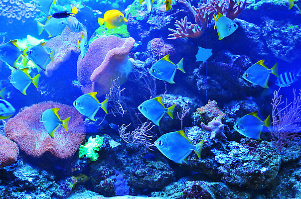 포토 JPG 해외이미지 식물 야생동물 바다 백그라운드 자연 어류 풍경 사람없음 초록색 물 파란색 컬러풀 세계 바닷속 수중 줄무늬 거품 투명 해조류 산호 큼 장어 다이빙 꼬리 상어 암초 수족관 해파리 석호 스펀지 내추럴 광 깊이 소금물 평야 해외202004 해외포토 자연요소 동물 컬러 무늬 수영 수중동물 해양식물 자포동물 크기 생태계 수중스포츠 파일형식 이미지허브