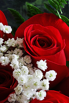 포토 JPG 해외이미지 꽃잎 꽃 백그라운드 조명 선물 사랑 사람없음 장식 빨간색 장미 흰색 신선 개화 매끈함 자르기 배열 질감 부드러움 양치류 해외202004 해외포토 식물 감정 컬러 모션 감각 파일형식 이미지허브