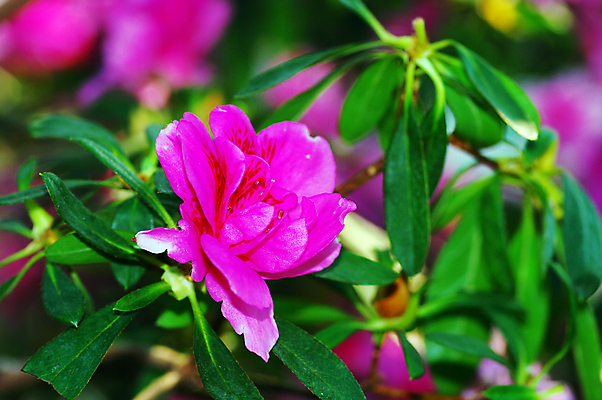 포토 JPG 해외이미지 식물 계절 꽃잎 꽃 분홍색 백그라운드 꽃무늬 자연 추상 친절 사람없음 장식 정원 보라색 봄 벚꽃 신선 개화 닫기 선택 소프트포커스 자주색 진달래 묘사 원예 부드러움 꽃수술 블러 해외202004 해외포토 컬러 컨셉 무늬 모션 촬영기법 취미 감각 생태계 파일형식 이미지허브