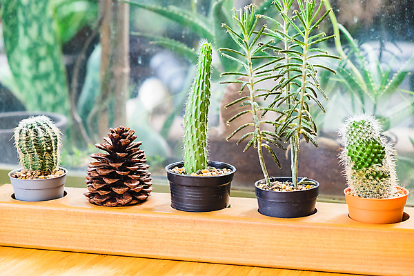 포토 JPG 해외이미지 식물 디자인 꽃 백그라운드 창문 자연 탁자 선인장 사람없음 목재 장식 초록색 정원 수확 성장 냄비 작음 오브젝트 질감 복고 내추럴 해외202004 해외포토 나무 컬러 가구 농업 재료 솥 크기 생태계 파일형식 이미지허브