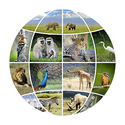 포토 JPG 해외이미지 모양 동물 디자인 지구 야생동물 여행 백그라운드 컨셉 지도 아프리카 자연 조류 추상 코끼리 사람없음 그래픽 물 세트 세계 글로벌 지구본 환경 행성 원숭이 원형 그룹 보호 공작 플라밍고 기린 심볼 사파리 대륙 얼룩말 코뿔소 표범 고립 물총새 생태학 엘리먼트 지리 카멜레온 해외202004 해외포토 자연요소 도형 교육 나라 무늬 포유류 파충류 우주 말_동물 생태계 파일형식 이미지허브