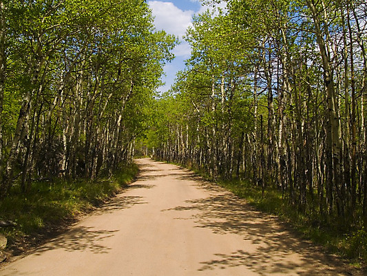 포토 JPG 해외이미지 구름 도로 길 여행 자연 그림자 풍경 사람없음 목재 초록색 여름 봄 황무지 숲 먼지 자작나무 내추럴 선로 해외202004 해외포토 자연요소 나무 계절 컬러 재료 교통시설 생태계 파일형식 이미지허브