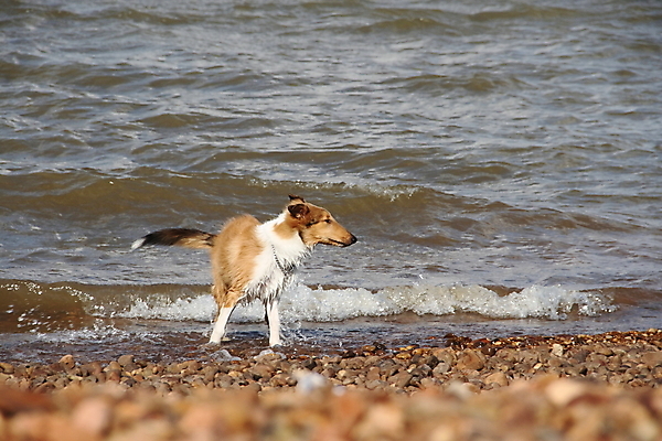 포토 JPG 해외이미지 동물 응시 행복 백그라운드 자연 사람없음 야외 초록색 반려동물 갈색 흰색 양치기 개 강아지 작음 해외202004 해외포토 직업 시선 감정 컬러 포유류 크기 생태계 파일형식 이미지허브