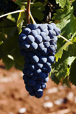포토 JPG 해외이미지 잎 농업 과일 자연 포도 매달리기 사람없음 파란색 농작물 농장 수확 성장 닫기 맛 큼 다발 가득함 묘사 준비 포도밭 포도나무 무거움 내추럴 깊이 밭일 디테일 해외202004 해외포토 식물 산업 컬러 컨셉 밭 모션 무게 크기 과일나무 생태계 파일형식 이미지허브