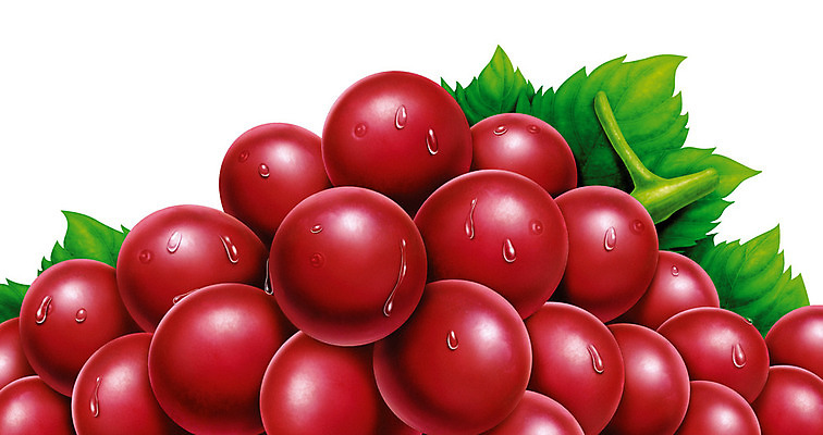 포토 JPG 해외이미지 식물 리플렛 잎 채소 일러스트 자연 포도 건강 경사 사람없음 빨간색 초록색 빛 보라색 주스 수확 물방울 신선 칼날 닫기 결과 건강식 내추럴 고립 광 사실 진실 많음 해외202004 해외포토 음료 음식 컬러 컨셉 농업 과일 모션 생태계 파일형식 이미지허브