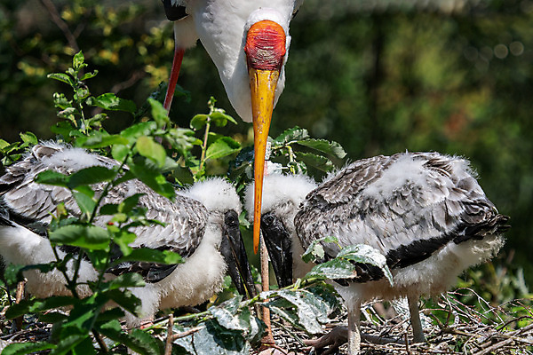 포토 JPG 해외이미지 나무 동물 공원 아시아 야생동물 음식 날개 가족 자연 조류 병아리 사람없음 야외 목재 빨간색 초록색 여름 검은색 흰색 아기 황무지 둥지 먹이 깃털 부리 말레이시아 내추럴 동물상 수유 황새 해외202004 해외포토 식물 계절 공공시설 나라 컬러 재료 관계 사람 조형물 생태계 파일형식 이미지허브