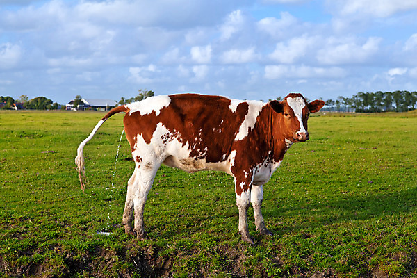 포토 JPG 해외이미지 응시 밭 자연 하늘 서기 사람없음 야외 초록색 파란색 햇빛 농장 농경지 맑음 시골 소 방목 네덜란드 목가 해외202004 해외포토 시선 유럽 컬러 농업 포유류 모션 날씨 태양 축산업 생태계 파일형식 이미지허브