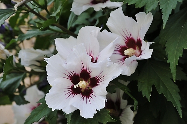 포토 JPG 해외이미지 식물 꽃잎 꽃 꽃무늬 자연 사람없음 초록색 봄 들꽃 벚꽃 신선 내추럴 고립 해외202004 해외포토 계절 컬러 무늬 생태계 파일형식 이미지허브