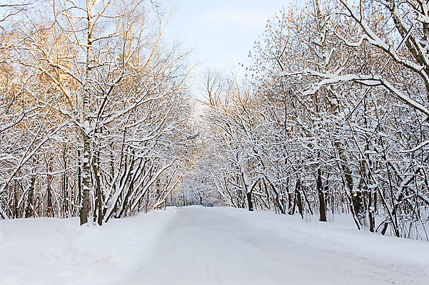 포토 JPG 해외이미지 나무 계절 공원 도로 길 겨울 자연 날씨 풍경 사람없음 야외 얼음 검은색 침묵 산책 추위 흰색 나뭇가지 신선 복도 은색 숲 오솔길 통로 서리 흐림 줄서기 직진 소멸 해외202004 해외포토 자연요소 식물 공공시설 컬러 교통시설 모션 휴식 소리 생태계 파일형식 이미지허브