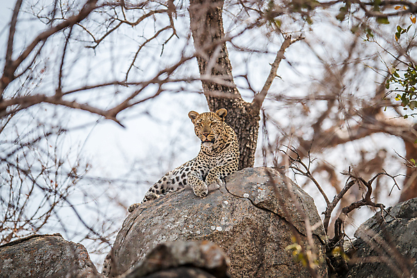 포토 JPG 해외이미지 동물 척추동물 응시 공원 야생동물 여행 포유류 아프리카 자연 친절 털 사람없음 야외 환경 고양이 힘 행성 운전 게임 황무지 보호 위험 큼 모피 심볼 사파리 속도 육식동물 사냥꾼 표범 내추럴 사바나 전국 해외202004 해외포토 직업 시선 공공시설 나라 컨셉 모션 놀이 반려동물 우주 크기 생태계 파일형식 이미지허브