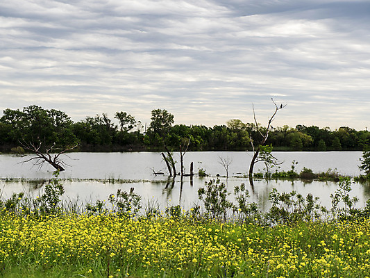 포토 JPG 해외이미지 나무 동물 호수 야생동물 바다 날개 자연 조류 하늘 사람없음 야외 물 파란색 강 갈색 환경 검은색 나뭇가지 큼 깃털 부리 폭풍 동물상 식민지 카놀라 해외202004 해외포토 자연요소 식물 컬러 날씨 조형물 크기 생태계 파일형식 이미지허브