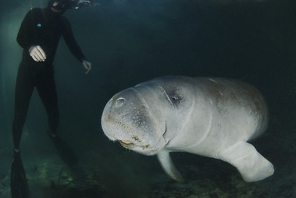 포토 JPG 해외이미지 동물 한마리 야생동물 포유류 자연 한명 사람 물 강 수중 봄 회색 잠수부 멸종 침몰 플로리다 해외202004 해외포토 멸종위기종 자연요소 1 계절 컬러 미국 전문직 생태계 파일형식 이미지허브