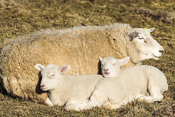 포토 JPG 해외이미지 나무 동물 밭 농업 포유류 청소년 자연 독일 풍경 사람없음 야외 초록색 여름 파란색 농장 가축 봄 아기 양 소 달콤 심볼 호기심 귀 북쪽 솜털 양고기 내추럴 양모 결백 돌봄 밭일 양털 해외202004 해외포토 식물 계절 감정 유럽 산업 컬러 컨셉 모션 육류 사람 신체부위 직물 맛 방향 생태계 파일형식 이미지허브
