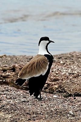 포토 JPG 해외이미지 동물 응시 꽃 야생동물 분홍색 날개 노래 아프리카 자연 조류 국립공원 사람없음 야외 초록색 파란색 빛 컬러풀 한개 노란색 보라색 나뭇가지 관찰 황무지 작음 수분 깃털 독수리 열대기후 우간다 탄자니아 해외202004 해외포토 나무 식물 1 시선 공원 나라 음악 컬러 모션 크기 생태계 파일형식 이미지허브