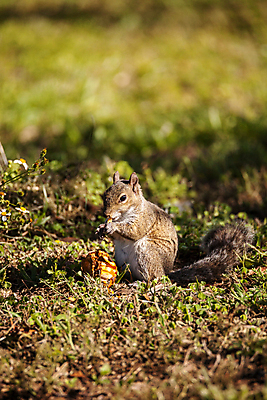포토 JPG 해외이미지 동물 야생동물 사람없음 먹기 다람쥐 나폴리 플로리다 해외202004 해외포토 모션 미국 이탈리아 설치류 파일형식 이미지허브