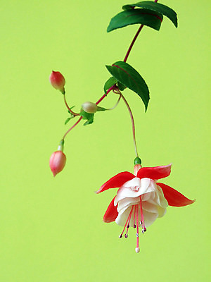 포토 JPG 해외이미지 꽃 사람없음 빨간색 초록색 흰색 해외202004 해외포토 식물 컬러 파일형식 이미지허브