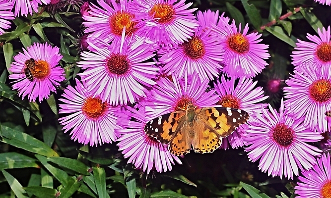 포토 JPG 해외이미지 식물 꽃잎 꽃 나비 잎 꽃무늬 자연 사랑 사람없음 장식 초록색 머리 정원 벚꽃 가을 신선 우아함 벌 달리아 내추럴 해외202004 해외포토 계절 감정 컬러 곤충 컨셉 무늬 신체부위 생태계 파일형식 이미지허브