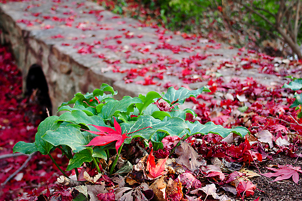 포토 JPG 해외이미지 나무 식물 계절 낙엽 잎 부분 교통시설 자연 풍경 사람없음 빨간색 정원 가을 바위 땅 식물원 조경 해외202004 해외포토 컬러 교통 돌_바위 시설 생태계 파일형식 이미지허브