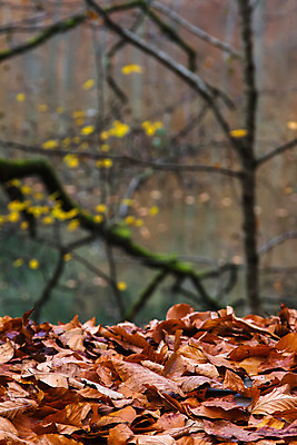 포토 JPG 해외이미지 나무 식물 계절 유럽 잎 밭 오렌지 자연 건조 풍경 사람없음 환경 성장 가을 나뭇가지 떨어짐 숲 유기농 칠면조 내추럴 생태학 해외202004 해외포토 웰빙 교육 나라 컨셉 농업 과일 조류 생태계 파일형식 이미지허브