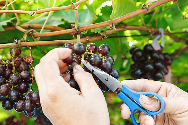 포토 JPG 해외이미지 식물 음식 잎 밭 농업 과일 자연 포도 사람없음 야외 빨간색 초록색 농장 와인 보라색 수확 성장 나뭇가지 시골 신선 다발 포도밭 포도나무 숙성 양조장 해외202004 해외포토 나무 산업 컬러 주류 과일나무 생태계 파일형식 이미지허브
