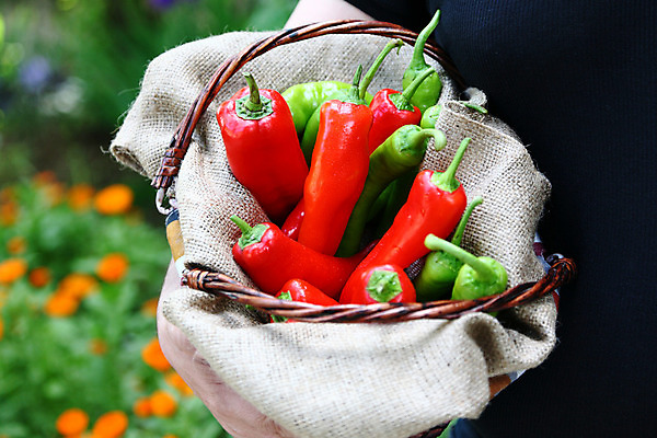 포토 JPG 해외이미지 식물 음식 다이어트 토마토 채소 과일 재료 고추 건강 요리 사람없음 빨간색 초록색 바구니 주방 정원 저녁식사 샐러드 신선 뜨거움 맛 지중해 향신료 매움 후추 내추럴 점심식사 채식주의자 페퍼로니 해외202004 해외포토 바다 컬러 컨셉 식사 소시지 채식 향미료 파일형식 이미지허브