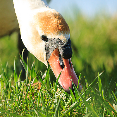 포토 JPG 해외이미지 동물 호수 물결 야생동물 백그라운드 날개 자연 조류 발렌타인데이 사랑 사람없음 야외 물 여름 파란색 빛 강 반사 평화 검은색 수영 침묵 거울 흰색 하트 연못 황무지 우아함 심볼 순수 깃털 부리 백조 장면 목 단아함 해외202004 해외포토 자연요소 모양 계절 감정 컬러 컨셉 데이이벤트 신체부위 소리 수상스포츠 생태계 파일형식 이미지허브