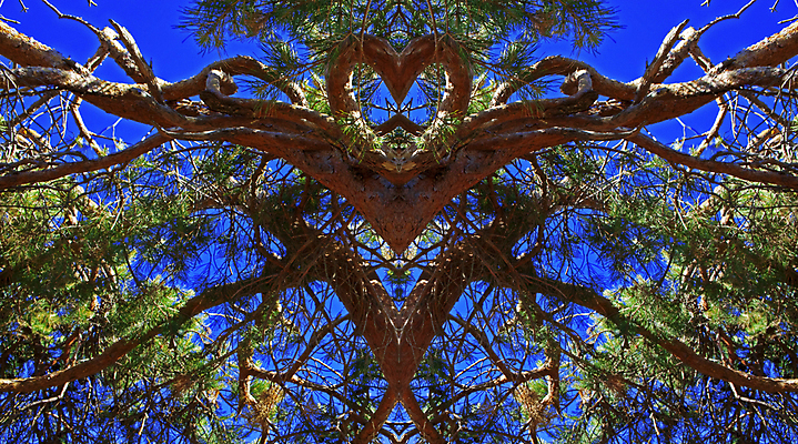 포토 JPG 해외이미지 나무 식물 계절 공원 백그라운드 잎 패턴 자연 벽지 하늘 추상 풍경 사람없음 야외 초록색 여름 파란색 빛 컬러풀 태양 환경 맑음 성장 덮개 나뭇가지 하트 숲 큼 각도 내추럴 해외202004 해외포토 자연요소 모양 공공시설 컬러 무늬 날씨 뚜껑 크기 생태계 파일형식 이미지허브