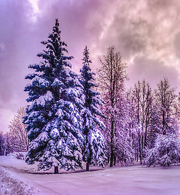 포토 JPG 해외이미지 나무 구름 계절 여행 백그라운드 크리스마스 겨울 자연 하늘 표면 아침 추상 휴가 새로움 산 파노라마 풍경 사람없음 목재 장식 초록색 파란색 얼음 추위 흰색 나뭇가지 축하 소나무 숲 휴양지 서리 알프스 북쪽 전나무 가문비나무 해외202004 해외포토 주간 자연요소 식물 기념일 유럽 컬러 컨셉 무늬 재료 촬영기법 장소 방향 생태계 파일형식 이미지허브
