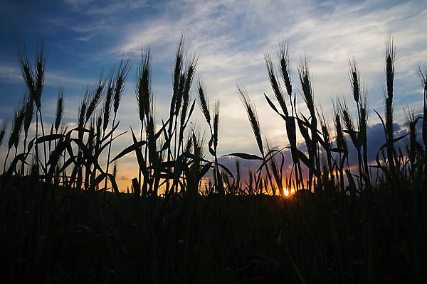 포토 JPG 해외이미지 식물 구름 계절 실루엣 음식 밭 농업 자연 하늘 밥 따뜻함 씨앗 풍경 사람없음 야외 초록색 빛 농작물 햇빛 태양 농장 농경지 일출 침묵 일몰 수확 성장 광선 시골 저녁 낟알 땅 시리얼 밀 유기농 귀 장면 수평선 해외202004 해외포토 자연요소 웰빙 산업 컬러 곡류 촬영기법 신체부위 노을 소리 야간 생태계 파일형식 이미지허브