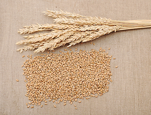 포토 JPG 해외이미지 디자인 계절 산업 음식 빵 백그라운드 농업 가방 자연 건조 건강 옥수수 씨앗 사람없음 농작물 농장 갈색 노란색 수확 가을 시골 신선 그룹 황금 낟알 시리얼 밀 삼베 유기농 귀 밀가루 자루 성분 스파이크 흙더미 내추럴 숙성 호밀 귀리 해외202004 해외포토 식물 웰빙 잡화 컬러 곡류 신체부위 흙 가루 생태계 파일형식 천_직물 더미 이미지허브