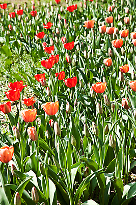 포토 JPG 해외이미지 식물 계절 공원 꽃잎 꽃 분홍색 백그라운드 잎 꽃무늬 밭 자연 사람없음 야외 빨간색 초록색 여름 빛 컬러풀 햇빛 정원 봄 활발 튤립 벚꽃 신선 다발 꽃집 내추럴 해외202004 해외포토 공공시설 컬러 컨셉 무늬 농업 태양 상점 생태계 파일형식 이미지허브