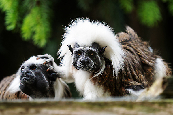 포토 JPG 해외이미지 나무 동물 1 응시 야생동물 2 자연 털 사람없음 야외 초록색 흰색 나뭇가지 원숭이 면 콜롬비아 정상 숲 작음 해외202004 해외포토 식물 시선 컬러 포유류 남아메리카 크기 생태계 파일형식 이미지허브