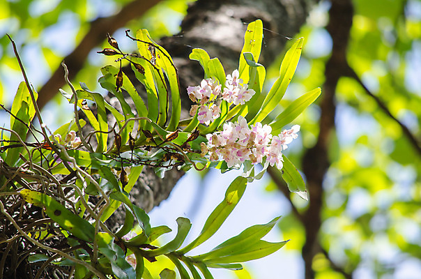 포토 JPG 해외이미지 식물 꽃잎 꽃 분홍색 잎 꽃무늬 자연 사람없음 초록색 컬러풀 봄 벚꽃 내추럴 해외202004 해외포토 계절 컬러 무늬 생태계 파일형식 이미지허브