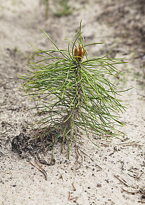 포토 JPG 해외이미지 나무 식물 1 컨셉 농업 자연 새로움 아이디어 사람없음 야외 세로 초록색 환경 봄 성장 나뭇가지 신선 소나무 보호 작음 시작 상록수 침엽수 개발 돌봄 모종 묘목 심기 치유 가문비나무 세련 해외202004 해외포토 계절 산업 컬러 모션 크기 생태계 파일형식 이미지허브