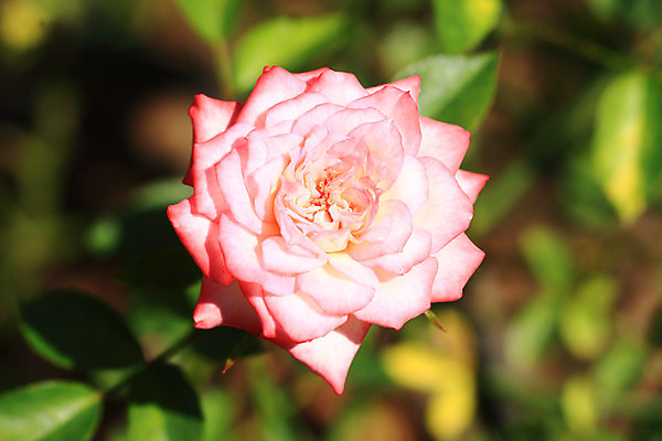 포토 JPG 해외이미지 식물 공원 꽃잎 꽃 꽃다발 백그라운드 잎 꽃무늬 밭 자연 발렌타인데이 사랑 미술 사람없음 야외 장식 빨간색 초록색 여름 컬러풀 장미 정원 봄 벚꽃 축하 신선 개화 묘사 꽃봉오리 원예 아로마 꽃가루 진홍색 깊이 단아함 해외202004 해외포토 계절 공공시설 감정 컬러 컨셉 무늬 농업 데이이벤트 문화예술 취미 가루 생태계 파일형식 이미지허브