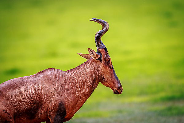 포토 JPG 해외이미지 식물 동물 응시 공원 야생동물 포유류 아프리카 자연 초식동물 뿔 사람없음 야외 빨간색 환경 달러 황무지 보호 사파리 영양 케냐 남쪽 남아프리카 동물상 마사이족 사바나 생태학 전국 칼라하리 힘찬 해외202004 해외포토 시선 공공시설 교육 나라 컬러 컨셉 돈 조형물 사막 방향 생태계 파일형식 이미지허브