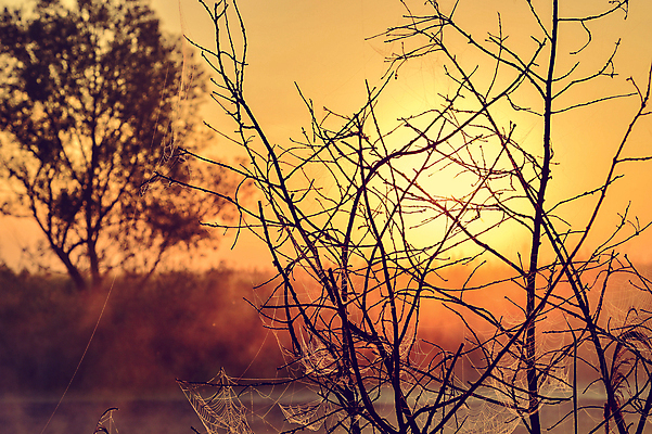 포토 JPG 해외이미지 나무 식물 실루엣 백그라운드 잎 밭 오렌지 자연 하늘 아침 추상 풍경 사람없음 목재 빨간색 여름 빛 컬러풀 태양 노란색 일출 검은색 어둠 황혼 일몰 봄 새벽 꿈 광선 황금 저녁 장면 공상 마법 스카이라인 후광 환상 수평선 해외202004 해외포토 주간 자연요소 계절 컬러 컨셉 무늬 농업 과일 재료 촬영기법 노을 야간 생태계 파일형식 이미지허브