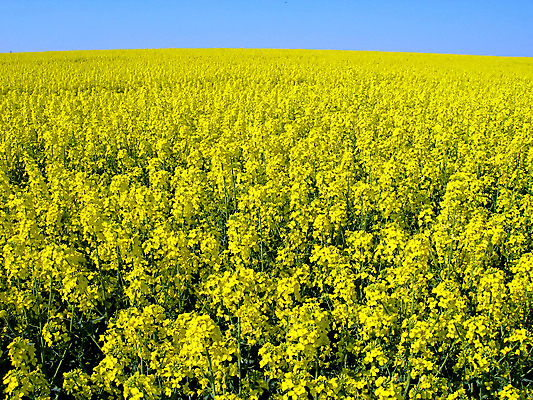 포토 JPG 해외이미지 식물 구름 꽃 밭 농업 자연 하늘 해바라기 풍경 사람없음 야외 초록색 여름 파란색 농장 노란색 머리 침묵 봄 활발 자유 성장 흰색 시골 고독 장면 천국 평야 수평선 해외202004 해외포토 자연요소 계절 감정 산업 컬러 컨셉 신체부위 소리 생태계 파일형식 이미지허브