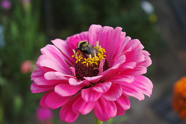 포토 JPG 해외이미지 식물 동물 꽃잎 꽃 곤충 잎 꽃무늬 오렌지 자연 안테나 사람없음 빨간색 초록색 머리 정원 봄 성장 벚꽃 신선 닫기 작음 딱정벌레 싱글 문학 호박벌 해외202004 해외포토 계절 컬러 무늬 과일 통신 모션 신체부위 벌_곤충 크기 생태계 파일형식 이미지허브