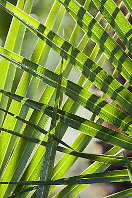 포토 JPG 해외이미지 식물 백그라운드 잎 자연 손바닥 사람없음 빛 태양 묘사 정맥 해외202004 해외포토 자연요소 손 생태계 혈관 파일형식 이미지허브