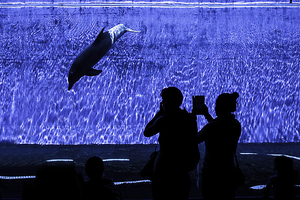 포토 JPG 해외이미지 여자 남자 실루엣 실내 손짓 상반신 성인 두명 파란색 수중 거품 돌고래 수족관 아쿠아리움 성인만 해외202004 해외포토 컬러 포유류 모션 촬영기법 사람 내부 수중동물 파일형식 이미지허브