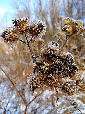 포토 JPG 해외이미지 나무 지구 잎 겨울 자연 날씨 건조 사람없음 야외 환경 얼음 봄 추위 덮개 백발 가을 나뭇가지 죽음 신선 황무지 서리 엉겅퀴 내추럴 폭설 눈내림 해외202004 해외포토 자연요소 식물 헤어스타일 계절 꽃 눈_날씨 뚜껑 자연재해 생태계 파일형식 이미지허브