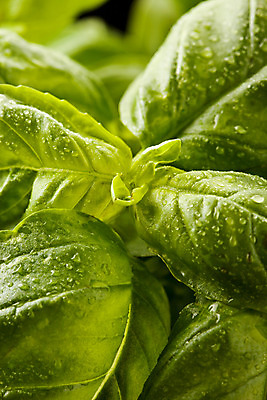 포토 JPG 해외이미지 음식 채소 재료 요리 사람없음 양념 허브 향신료 해외202004 해외포토 식물 향미료 파일형식 이미지허브