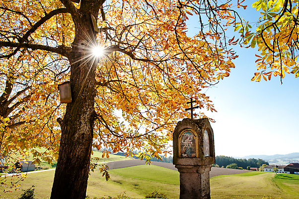포토 JPG 해외이미지 나무 식물 계절 백그라운드 십자가 잎 오렌지 자연 따뜻함 풍경 사람없음 야외 가로 컬러풀 태양 노란색 평화 환경 화목 침묵 고요 가을 나뭇가지 시골 오스트리아 황금 9월 11월 10월 땅바닥 사당 해외202004 해외포토 자연요소 유럽 컬러 컨셉 과일 바닥 소리 날짜 생태계 파일형식 이미지허브