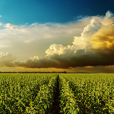 포토 JPG 해외이미지 식물 구름 계절 백그라운드 밭 농업 자연 하늘 날씨 해바라기 옥수수 풍경 잔디 사람없음 야외 초록색 여름 파란색 빛 햇빛 태양 농장 농경지 노란색 일출 환경 맑음 황혼 일몰 봄 시골 땅 장면 내추럴 수평선 해외202004 해외포토 자연요소 꽃 산업 컬러 곡류 노을 생태계 파일형식 이미지허브