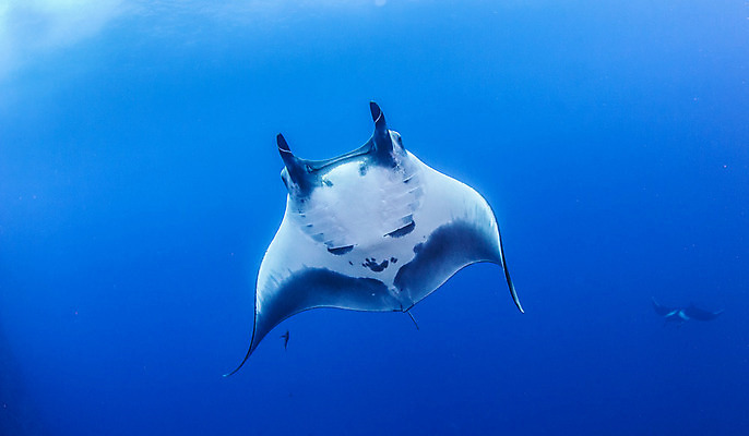 포토 JPG 해외이미지 동물 야생동물 바다 여행 백그라운드 자연 멕시코 어류 사람없음 야외 물 파란색 바닷속 수중 광선 산호 다이빙 깊이 해외202004 해외포토 자연요소 컬러 북아메리카 수영 수중동물 자포동물 생태계 수중스포츠 파일형식 이미지허브